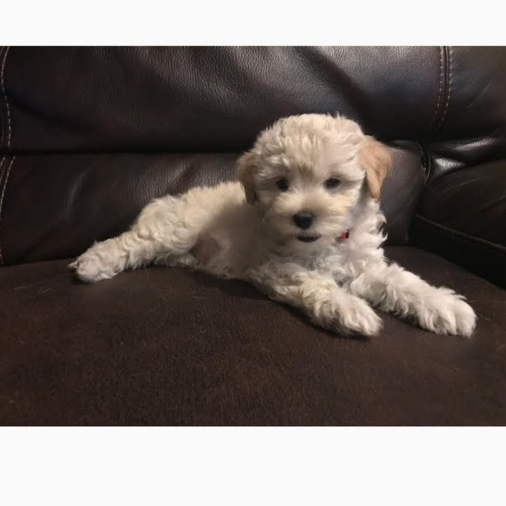 Meet your Posher, Shelly and teddy